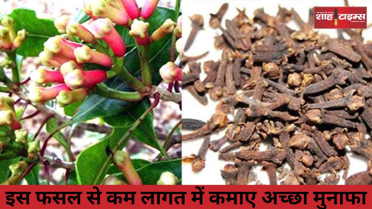 इस फसल से कम लागत में कमाए अच्छा मुनाफा