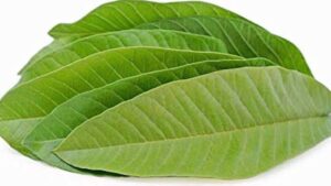 WhatsApp Image 2025-07-19 at 7.34.27 PM