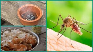 WhatsApp Image 2025-07-28 at 6.32.08 PM (1)