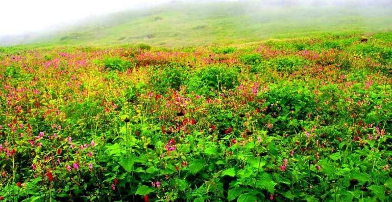 चिनाप घाटी – हिमालय की गोद में बसी फूलों की अनदेखी जन्नत।