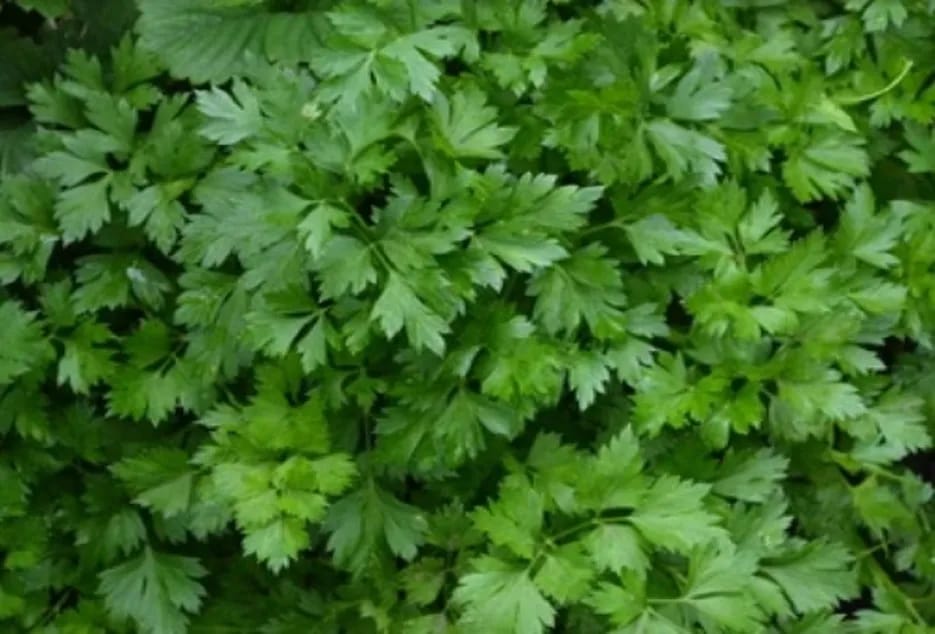 WhatsApp Image 2025-09-19 at 4.11.49 PM