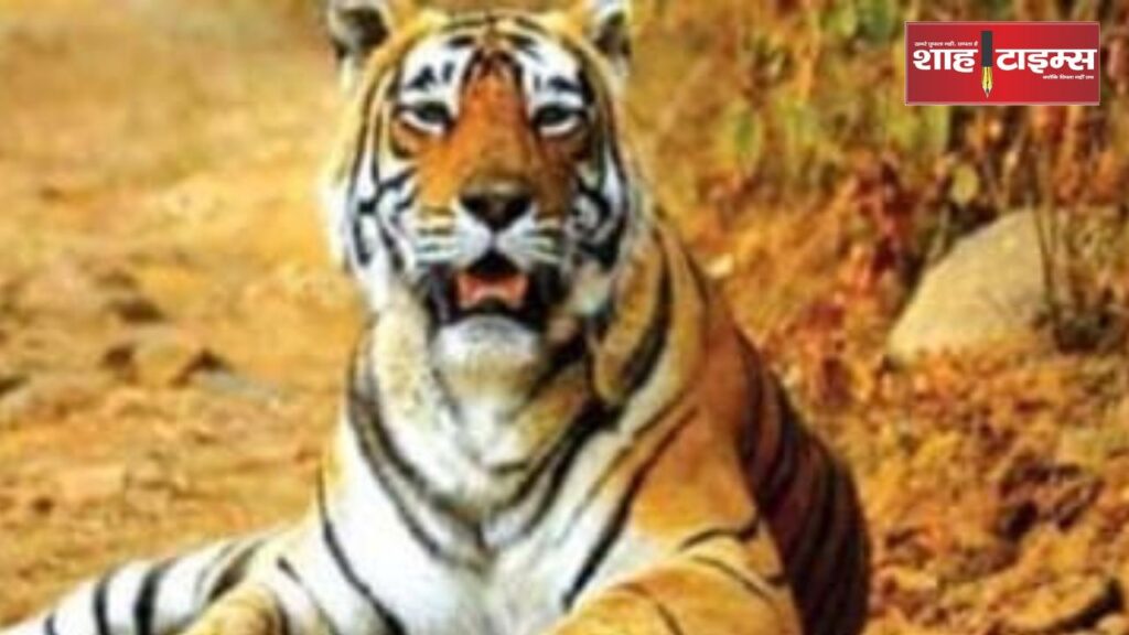 बांधवगढ़ टाइगर रिजर्व में बाघ की मौत और रेंजर के सुसाइड अटेम्प्ट के बाद जांच टीम घटनास्थल पर।