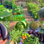 WhatsApp Image 2025-09-11 at 6.50.46 PM