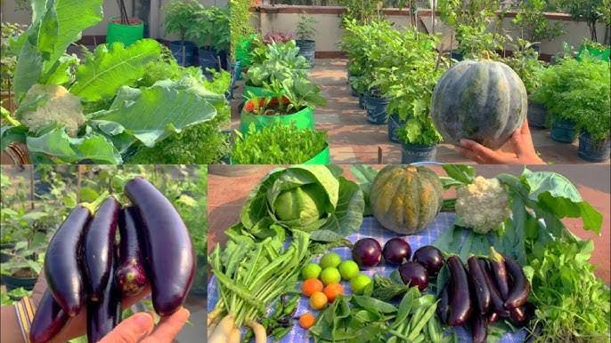 WhatsApp Image 2025-09-11 at 6.50.46 PM