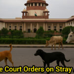 सड़क सुरक्षा, करुणा और क़ानून का संतुलन — शाह टाइम्स विश्लेषण