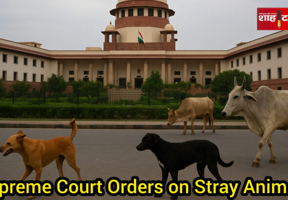 सड़क सुरक्षा, करुणा और क़ानून का संतुलन — शाह टाइम्स विश्लेषण