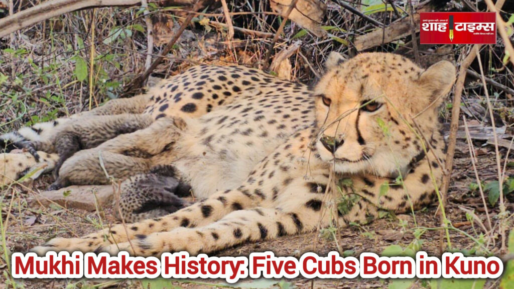 InShot_20251123_114339161