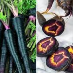 WhatsApp Image 2025-11-05 at 1.44.15 PM