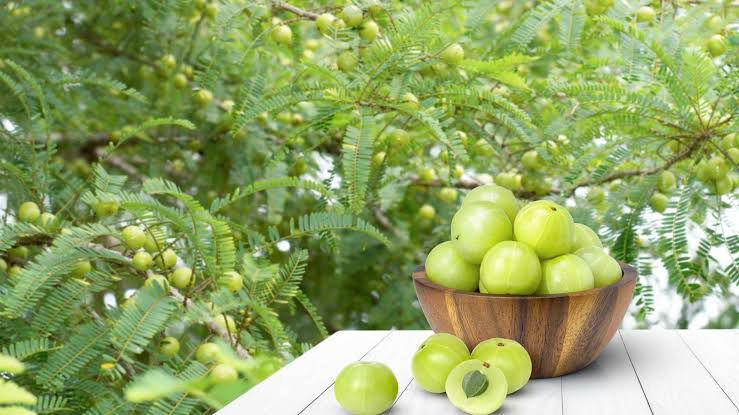 WhatsApp Image 2025-11-13 at 8.10.07 PM (1)