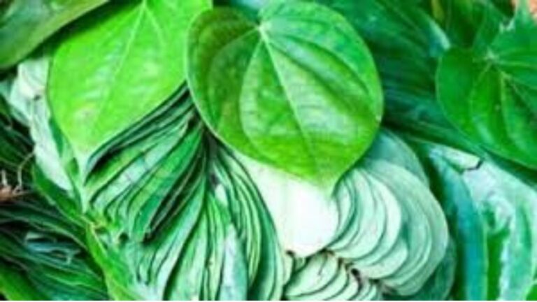 WhatsApp Image 2026-01-22 at 9.43.58 PM